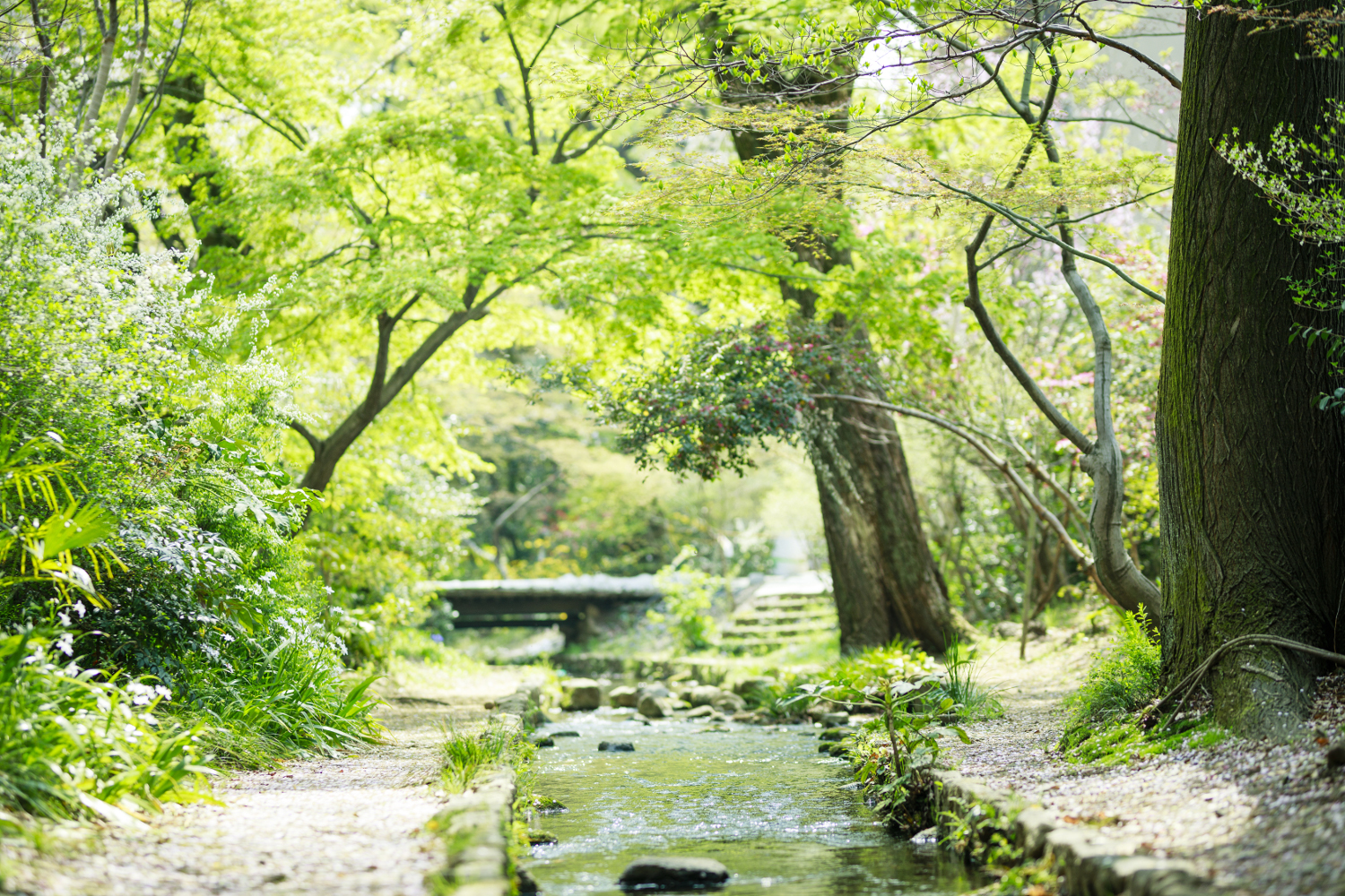 濯川（すすぎがわ）