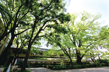 Library Courtyard