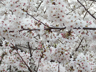 桜の花外蜜腺