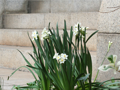野原の花