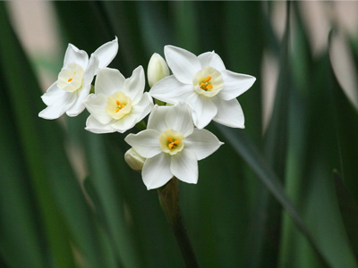 野原の花 