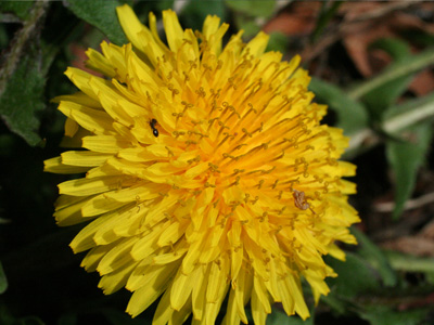 野原の花 