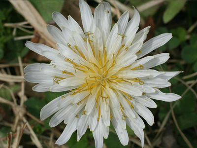 野原の花 
