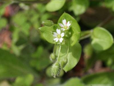 野原の花 