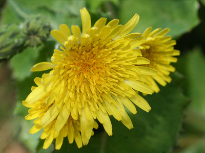 野原の花 