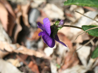 野原の花 