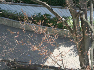 木々の芽吹き 