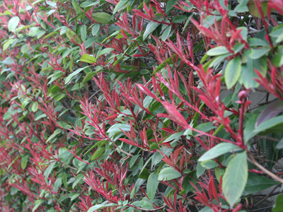 木々の芽吹き 