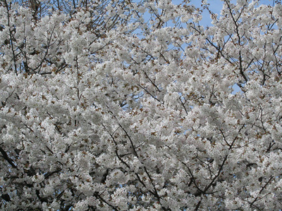 木々の花 