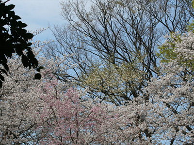 木々の花 