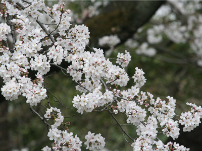  木の花 
