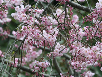  木の花 