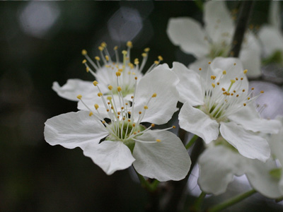  木の花 