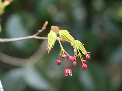  木の花 