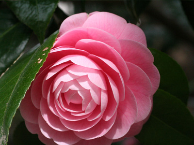  木の花 