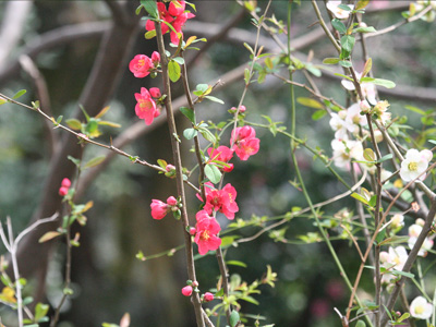 木の花 