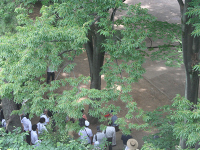  武蔵大学構内エコツアー 2013.6.9. 09