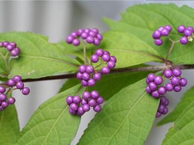 武蔵の多様な植物
