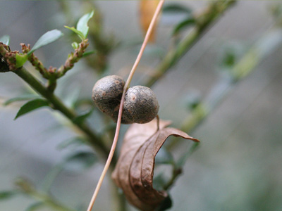 武蔵の多様な植物