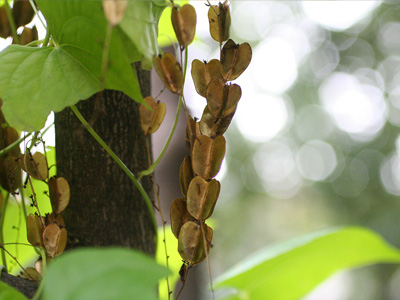 武蔵の多様な植物