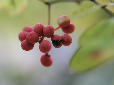 武蔵の多様な植物