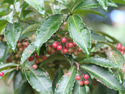 武蔵の多様な植物
