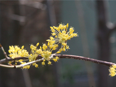 武蔵の春の花 
