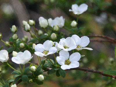 武蔵の春の花 