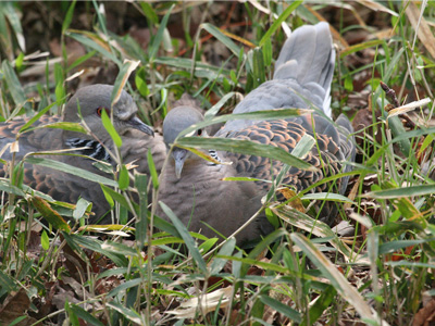 鳩のデート 