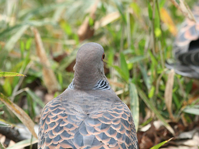 鳩のデート 