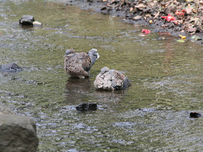 鳩のデート 