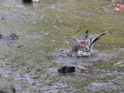 鳩のデート 