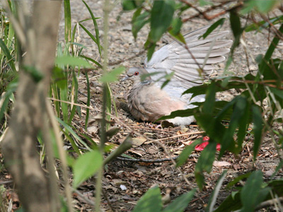 鳩のデート 