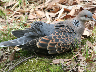 鳩のデート 