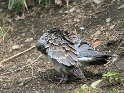 鳩のデート 