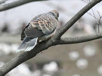 鳩のデート 
