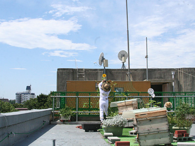梅雨明けの日の内検作業 2013.7.7. 01