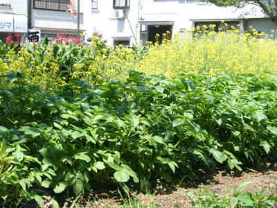農たい活動　2013年4月27日 