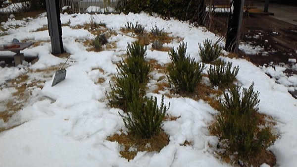 大雪(2013年1月14日)とミツバチ 