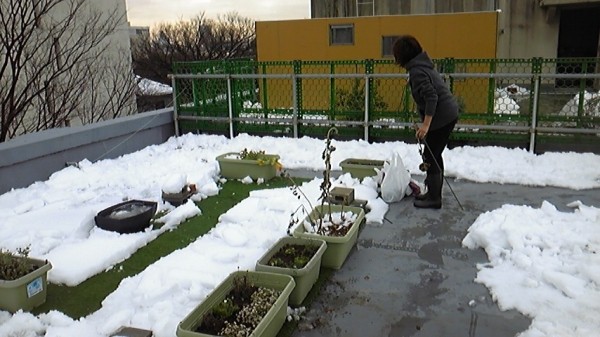 大雪(2013年1月14日)とミツバチ 