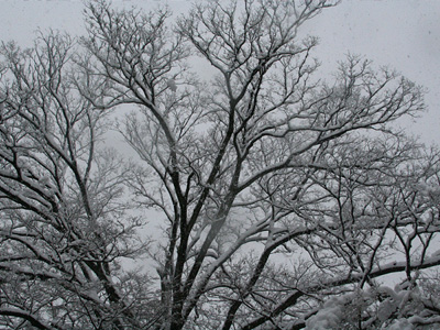 成人式2013年1月14日雪の武蔵 