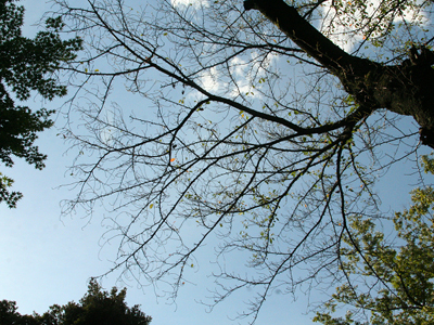 桜毛虫