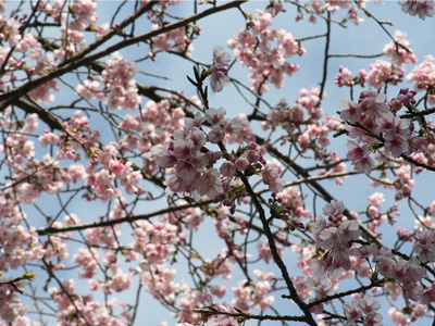 桜の開花
