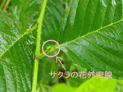 桜の花外蜜腺