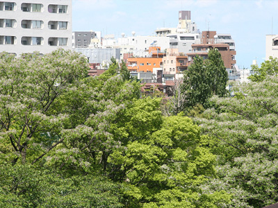 採蜜作業2013-05-12 01