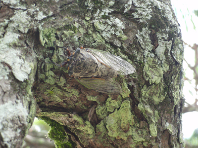 元気に鳴いているセミ
