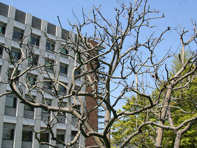 学内の花や新芽など 