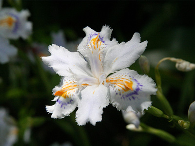 学内の花や新芽など 