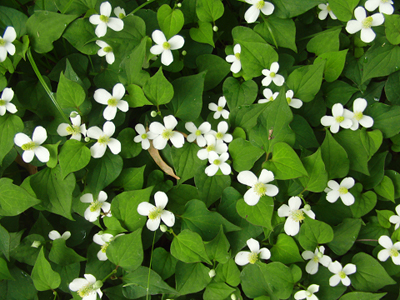 学内の花と色んな果実など