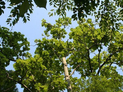 学内の花と色んな果実など
